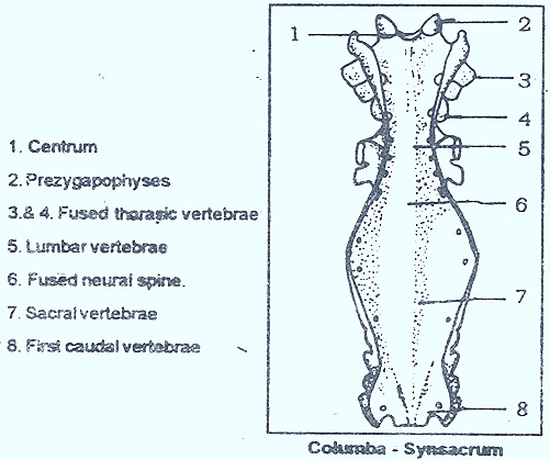 Synsacrum-birds-aves