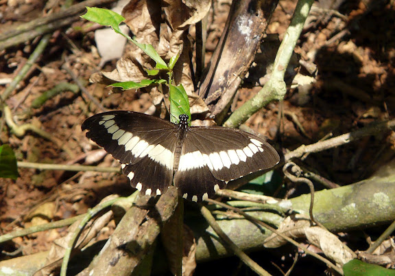 Papilio cyproeofila BUTLER, 1868, mâle. Atewa Hills (Ghana), 28 décembre 2009. Photo : J. F. Christensen