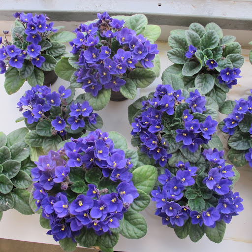 A close up gives you a sense of how healthy these plants really are.