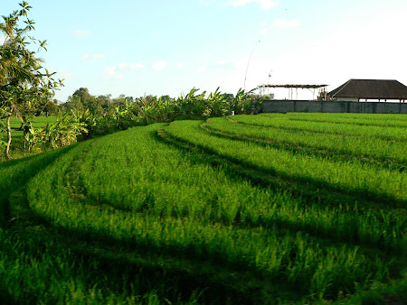 Bali landscapes: Rice pads 
