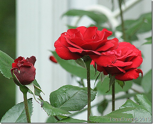 Rose_Crimson_Bouquet3