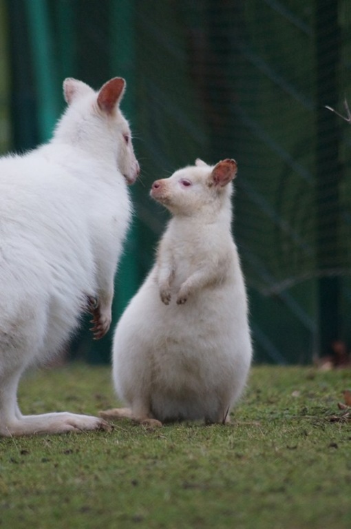 [Whitgift%2520White%2520Wallaby%25203%255B4%255D.jpg]