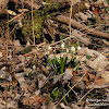 Rezerwat "Śnieżycowy Jar" dsc07022.jpg