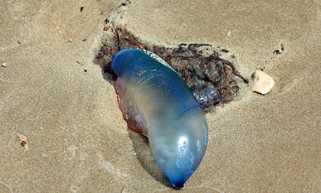 portuguese man of war2 portuguese man of war2