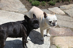 What do you think, Franny?  Should we untie G.K.'s leash?  I don't want to get in trouble...