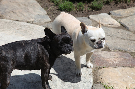What do you think, Franny?  Should we untie G.K.'s leash?  I don't want to get in trouble...