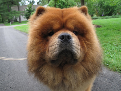 And, if I decide to, I will be fast enough to catch the elusive and cagey squirrels of Bedford?