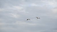 Two swans over the Gunzger Allmend Photo