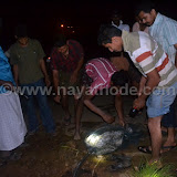 Udumbu at Nayathode 4.JPG