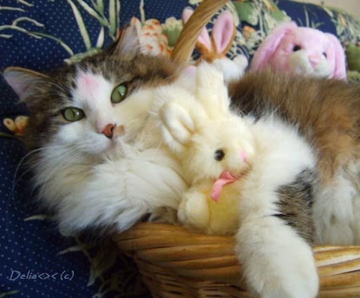 Here is a photo of Delia's cat, Kitty. Here is a photo of Delia's cat, Kitty.