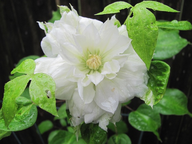 [Double%2520white%2520clematis%2520normal%2520bloom%2520open%25202013%255B3%255D.jpg]