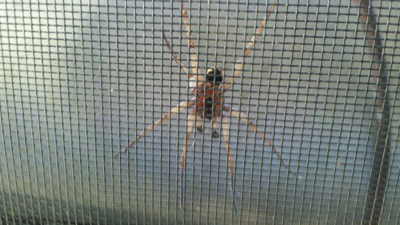 Spotting Image 1