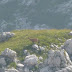 2011.08.18.-19. - Spodnje bohinjske gore