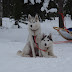 Kauniit Huskyt_Ine Winters.JPG