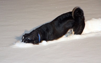 Snow surfer Snow surfer