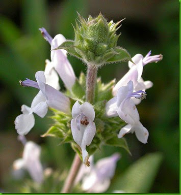 Salvia mellifera