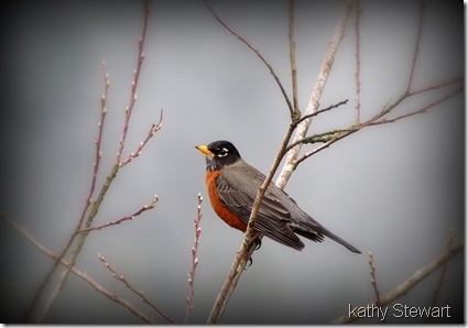 American Robin and Pussy Willows