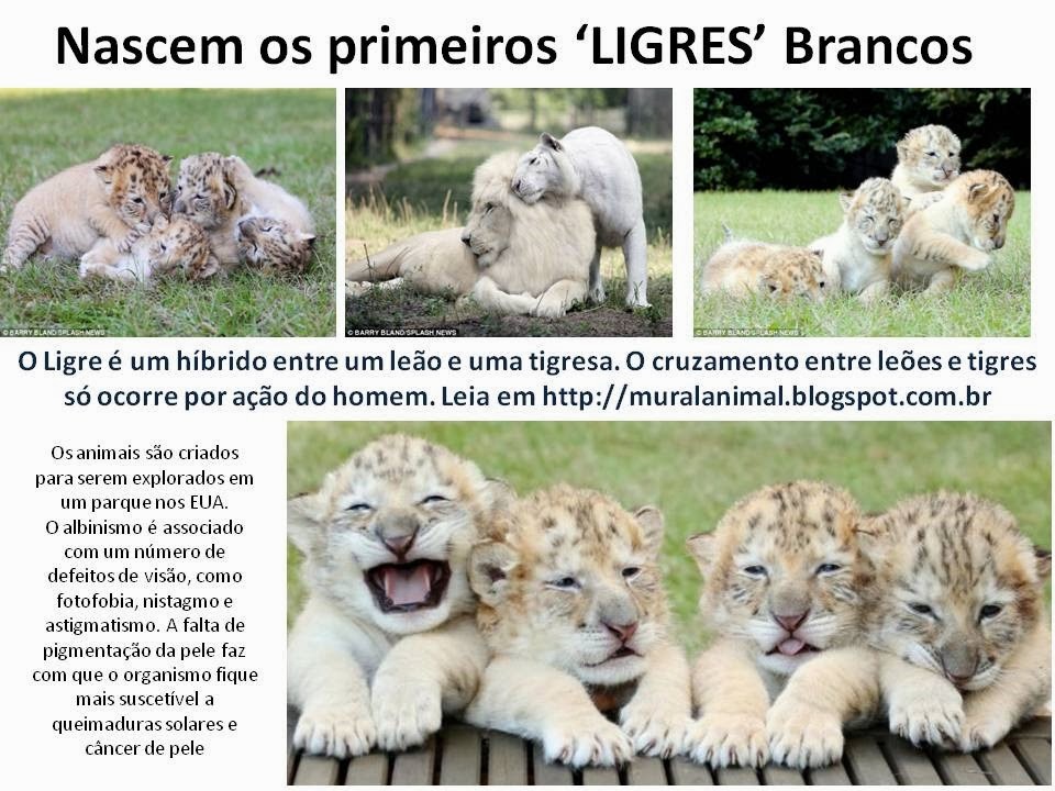 [Nascem%2520os%2520primeiros%2520LIGRES%255B3%255D.jpg]