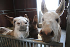 Relax Billie, Rufus, and Clive!  Betsy said you'll get your Scratch n All pads soon!  You're going to LOVE them!!!
