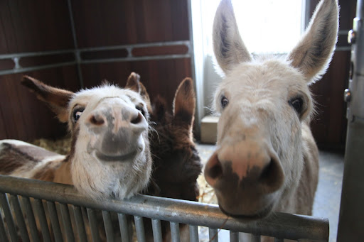 Relax Billie, Rufus, and Clive!  Betsy said you'll get your Scratch n All pads soon!  You're going to LOVE them!!!