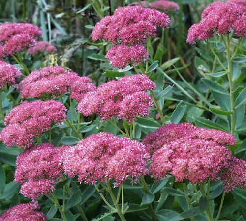 [Sedum-Autumn-Joy24.jpg]