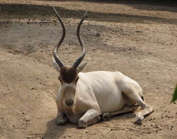 Addax.jpg