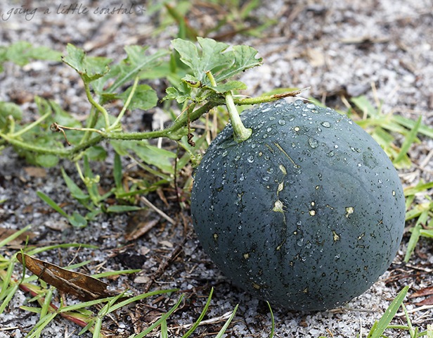 [melon_edited-1%255B5%255D.jpg]