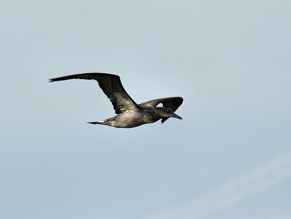 [northern-gannet-juv4.jpg]