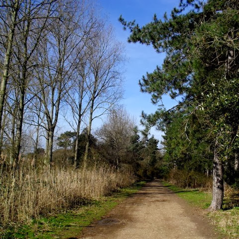 woodland walk - Wells