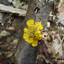 Golden Shield Lichen
