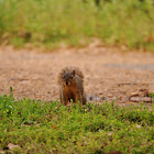 Eastern fox squirrel