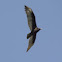 Turkey Vulture