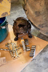 Steve, do you need a socket or an open-end wrench?