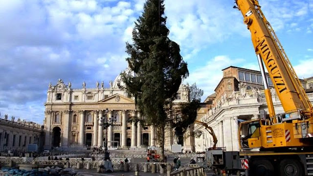 Cây thông giáng sinh đến từ Calabria, biểu tượng cho ánh sáng đức tin