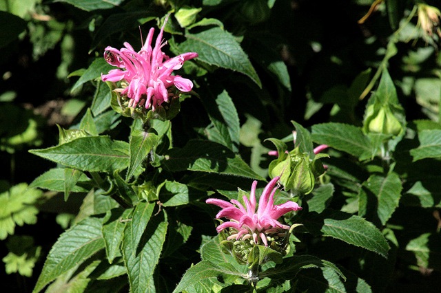 [Monarda_PetiteWonder%255B4%255D.jpg]