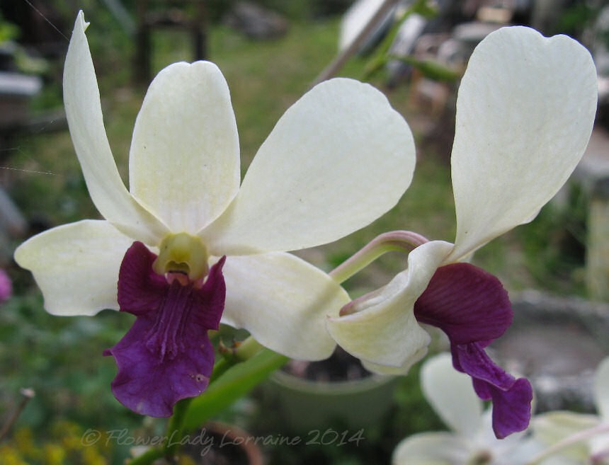 [04-29-dougs-orchid%255B2%255D.jpg]