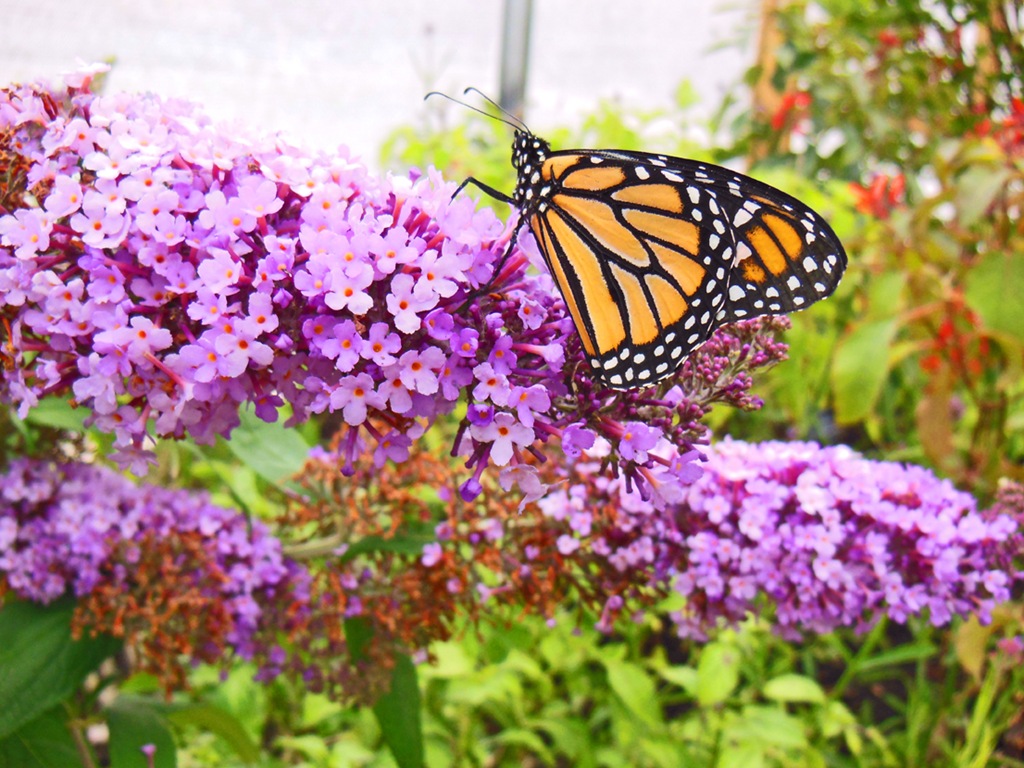 [CBG%2520Flowers%25203%255B5%255D.jpg]