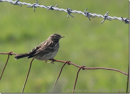 15-Meadow-Pipit