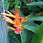 Heliconia Andromeda