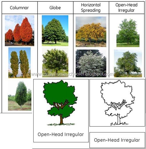 Tree Shapes Learning Pack
