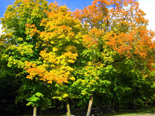Color near the "stone wall"