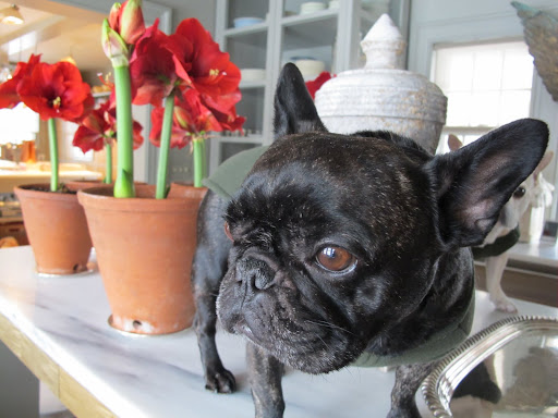Why Sharkey!  These are beautiful amaryllis flowers, whose magnificent blooms really help to brighten up the long, dreary days of winter! 6
