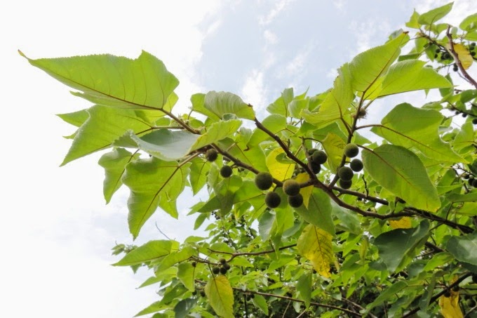 2014_0504_105741 2014_0504_105741