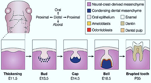 tooth-development-2 tooth-development-2
