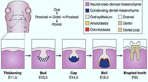 tooth-development-2