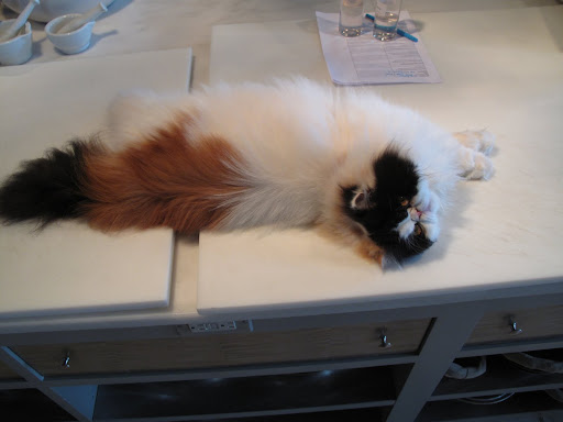 Francesca and Sharkey - this is an awfully strange request.  Why would you want me to lie here and wait for my dinner?  What's the first course going to be, any way?