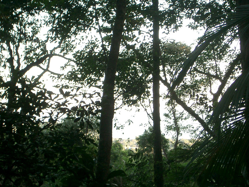 Fotos de Mata Atlântica. Foto numero 3808253813. Fotografia da Pousada Pe na Areia, que fica em Boicucanga, próximo a Maresias, Litoral Norte de Sao Paulo (SP).