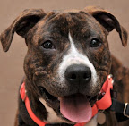 Sam is from the San Diego Humane Society. To learn more about Sam, click on the link to the shelter below.