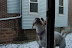 Breezy in the Snow - Winter 2008