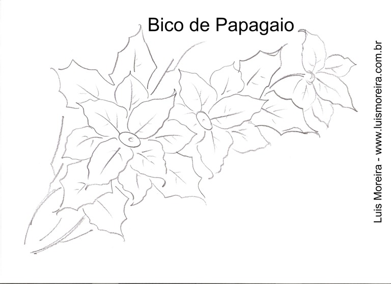 [bico%2520de%2520papagaio%255B5%255D.jpg]